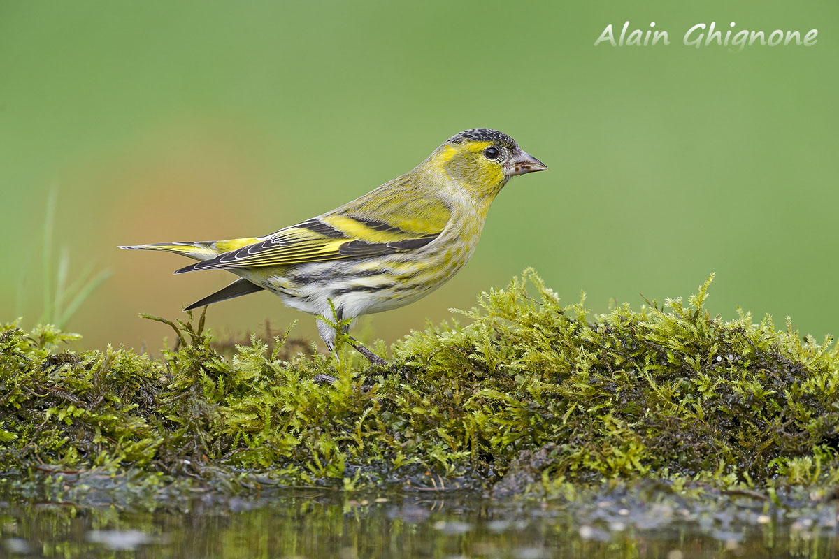 lucherini assetati..